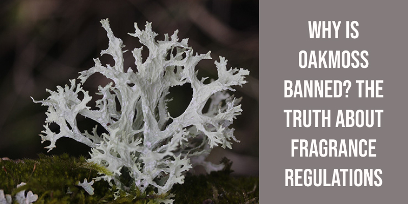 Why Is Oakmoss Banned? The Truth About Fragrance Regulations