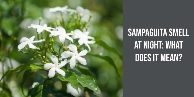 Sampaguita Smell at Night: What Does It Mean?