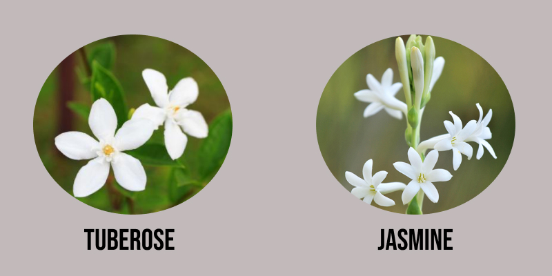 Tuberose Similar to Jasmine